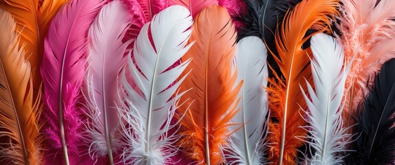 Wall Mural - colorful feather arrangement in vibrant pink orange white and black tones on dark background