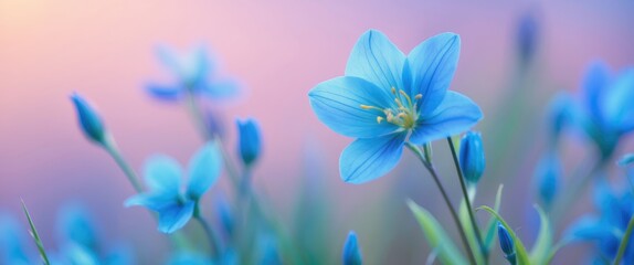 Wall Mural - Blue flower with delicate petals and buds in a soft blurred background featuring pastel colors of purple and green.