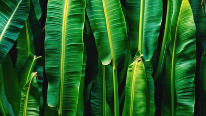 Wall Mural - green tropical banana leaves with texture and natural light on a dark background for botanical desig
