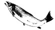 © erink stock - 魚介の白黒シルエットイラスト fish silhouette design vector art illustration