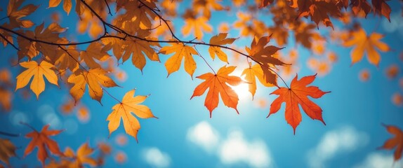 Wall Mural - colorful autumn leaves against a clear blue sky with sunlight filtering through branches and scatter
