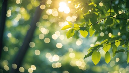 Wall Mural - green leaves with sunlight filtering through a forest creating a bokeh background effect in a natura