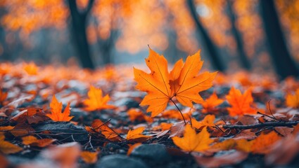 Wall Mural - Vibrant orange autumn leaves on forest floor with blurred background of trees and foliage in fall season.