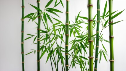 Wall Mural - Green bamboo stalks with leaves against a white background showcasing the natural texture and structure of the plant.