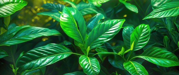 Wall Mural - lush green glossy leaves with intricate textures in a natural setting illuminated by soft light