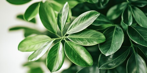 Leinwandbilder - Green lush foliage featuring a variety of textured leaves in different shades of green, positioned against a softly blurred neutral background.