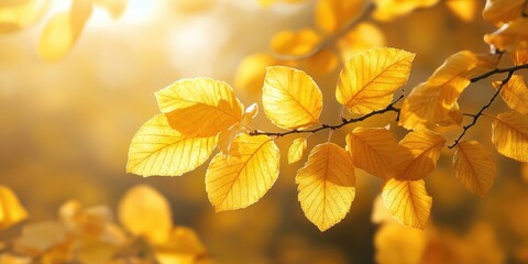 Fototapete - Vibrant yellow autumn leaves glowing warmly in sunlight against a soft blurred backdrop highlighting intricate leaf textures and rich golden hues