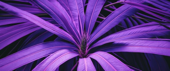 Wall Mural - purple tropical plant leaves against dark background with prominent vein patterns and smooth texture