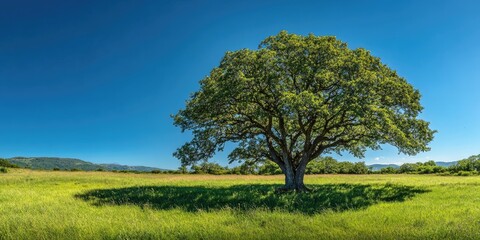 Poster - Lush green landscape with a large solitary oak tree under a clear blue sky, casting a round shadow on vibrant grassy field, serene outdoor scenery.