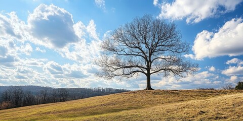 Poster - Lonely leafless tree on grassy hill under bright blue sky with fluffy clouds in serene nature landscape showcasing tranquil early spring beauty