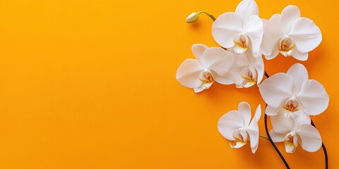 Aufkleber - White orchids elegantly arranged on the right side of a vibrant orange background, showcasing their delicate petals and soft textures.