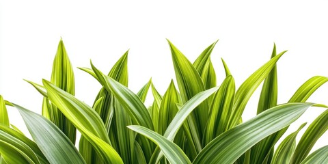 Poster - Vibrant green daylily leaves with varied textures arranged in a lush, isolated composition against a bright white background for a fresh look