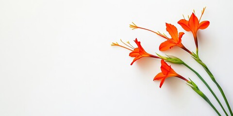Leinwandbilder - Vibrant orange flowers with delicate petals arranged diagonally on a soft white background showcasing elegance and simplicity in nature's beauty