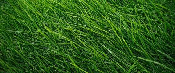 Wall Mural - green grass field with vibrant blades swaying in the wind under natural light captured in a close-up