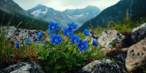 Leinwandbilder - Blooming wild blue flowers among rocky terrain in the mountains with vibrant blue petals against a serene green landscape and distant peaks.