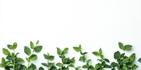 Aufkleber - Fresh green mint leaves arranged horizontally against a clean white background with soft shadows creating a natural and vibrant feel.