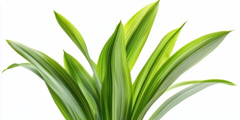 Leinwandbilder - Vibrant green daylily leaves arranged elegantly against a clean white backdrop showcasing their rich coloration and textured surface in detail