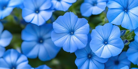 Poster - Vibrant blue flowers display intricate details against a lush green background, creating a serene and beautiful outdoor garden scene.