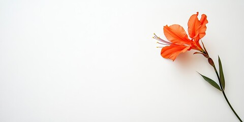 Fototapete - Bright orange lily flower positioned on the right side against a soft white background with delicate green leaves accentuating the composition