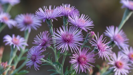 Wall Mural - purple wildflowers with spiky petals in natural light during spring or summer season