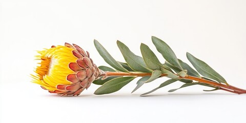 Aufkleber - Vibrant yellow protea flower with delicate green leaves arranged horizontally against a soft white background showcasing its natural beauty.