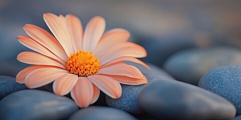 Poster - Soft peach daisy flower with vibrant orange center resting on smooth grey stones in a serene environment creating a calming natural composition
