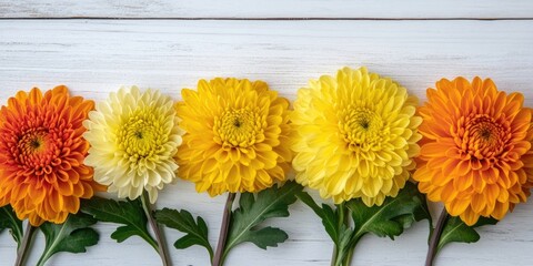 Aufkleber - Colorful row of vibrant yellow and orange chrysanthemums arranged on a rustic white wooden background with ample space for text display
