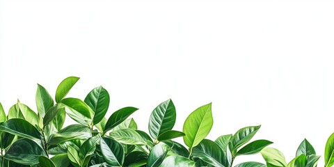 Poster - Green leafy plants with varying shades of vibrant green arranged at the bottom against a bright white background creating a fresh and natural look.