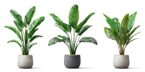 Aufkleber - Vibrant green leafy plants in stylish pots enhance interior decor with their elegance positioned in the center against a white backdrop.