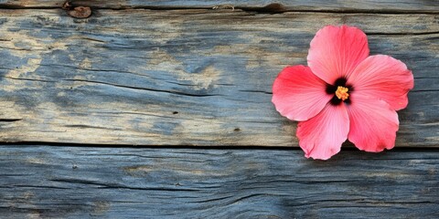 Leinwandbilder - Vibrant pink hibiscus flower positioned on weathered wooden background with rustic textures and soft blue tones highlighting natural beauty