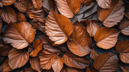 Poster - Close up of vibrant autumn leaves displaying rich brown textures on a dark background showcasing nature's seasonal beauty.