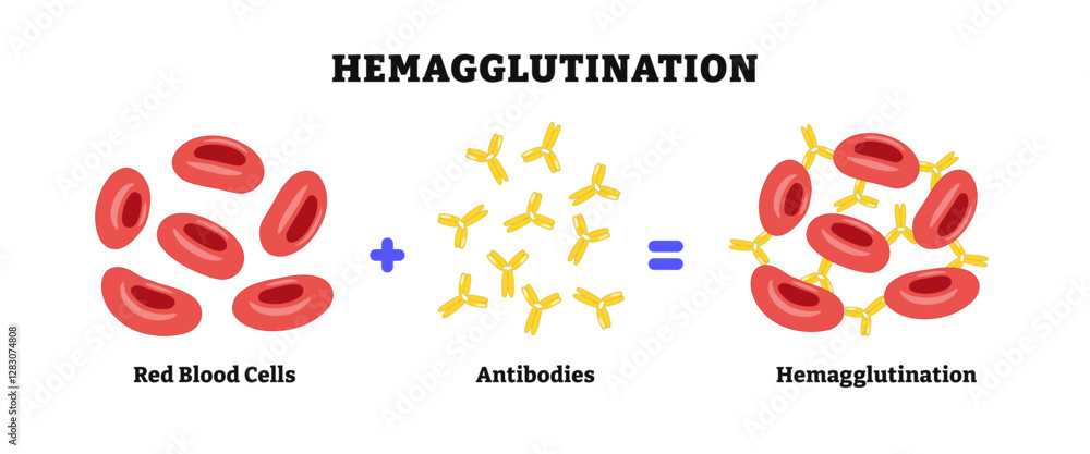 Clumping Form Hemagglutination or haemagglutination. agglutination form, antibodies ...