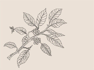 branch with leaves. vector illustration of coffee branch. coffee plant branch with leaf. hand drawn 