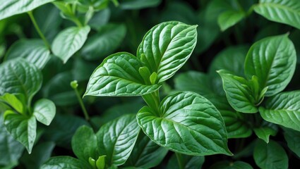 Sticker - Close-up view of glossy green leaves with prominent veins in a natural setting. Background features lush foliage and healthy plant growth.