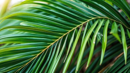 Wall Mural - Vibrant close-up of lush green palm leaves showcasing intricate textures and patterns in natural lighting.