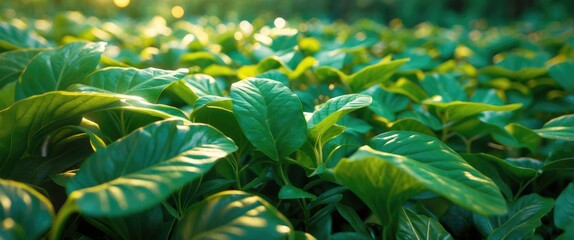 Wall Mural - Close-up shot of vibrant green leaves in soft focus showcasing the richness of new growth illuminated by gentle natural light.