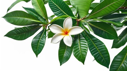 Wall Mural - Close up view of vibrant green plumeria leaves with a delicate white flower against a clean white background showcasing tropical beauty.