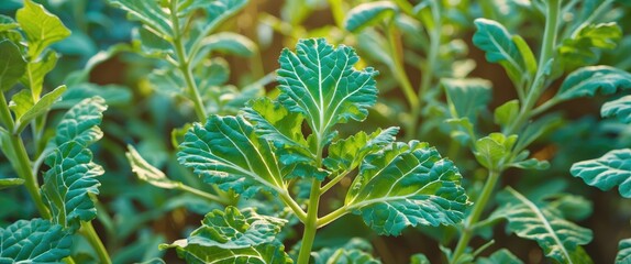 Poster - Close-up view of vibrant green leafy plants in sunlight showcasing detailed leaf textures and natural patterns in a garden environment