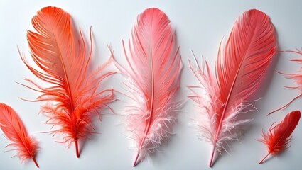 Poster - Colorful coral pink feathers arranged elegantly on a pristine white background showcasing their textures and vibrant hues.