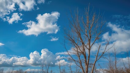 Wall Mural - barren tree silhouette against a vibrant blue sky with fluffy white clouds exhibiting a serene and t