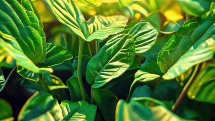 Wall Mural - lush green leaves in vibrant sunlight showcasing intricate textures and details of nature's beauty i