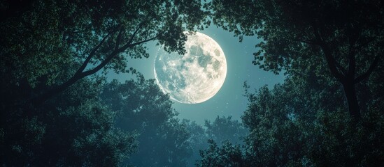 Poster - Full moon glowing brightly in a dark night sky with a dense forest silhouette framed by dark green leaves creating an enchanting contrast