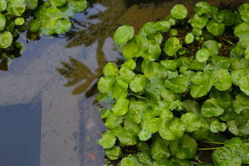 Wall Mural - Centella asiatica (gotu kola). Raindrops on leaves