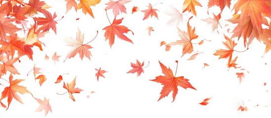 Aufkleber - Falling vibrant red and orange maple leaves scattered gracefully on a pure white background depicting the essence of the autumn season.