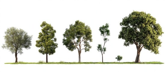 Aufkleber - Diverse collection of five trees with varying sizes and shapes against a white background showcasing green foliage and natural textures.