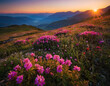 © Muhammad Saleem - Mountain landscape with colorful flowers, sun rising, gorgeous pink flowers.
