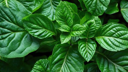 Wall Mural - Lush green leaves texture close-up showcasing intricate patterns and vibrant hues in nature's botanical design.