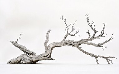 elegant driftwood branch isolated on white background