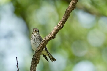 Wall Mural - grey streaked flycatcher in a forest