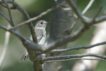 Wall Mural - grey streaked flycatcher in a forest